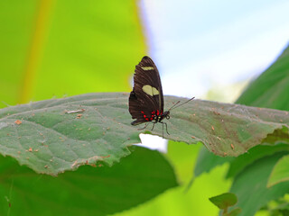 Profil d un joli petit papillon aux taches blanches  et rouge sur les ailes © helenedevun