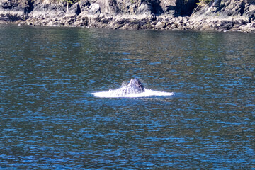Fototapeta premium Humpback whale Megaptera novaeangliae breaching during morning light in Howe Sound near Bowen Island British Columbia Canada