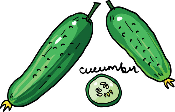 Fresh green cucumbers whole and sliced. Hand drawn organic gherkin vector icon with handwritten text.