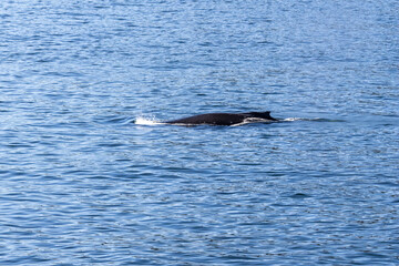 Fototapeta premium Humpback whale Megaptera novaeangliae dorsal fin surfacing in Howe Sound near Bowen Island British Columbia Canada