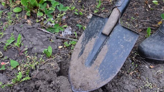 a person wearing a black rubber shoe stepping on a metal shovel to dig up dark, crumbly soil in a garden.