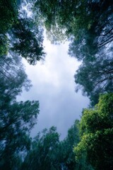 Fototapeta premium drone footage of a dark forest, stormy sky