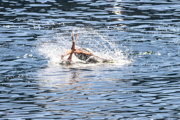 Fototapeta premium Steller sea lion Eumetopias jubatus thrashing in water while feeding in bright daylight on Bowen Island British Columbia Canada