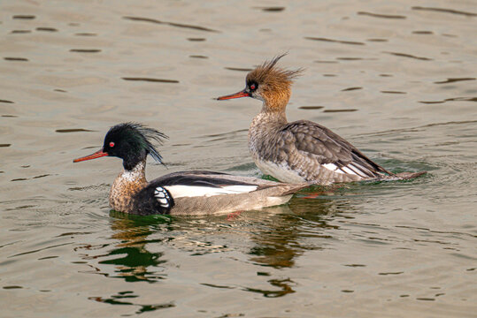 Red breasted merganser 