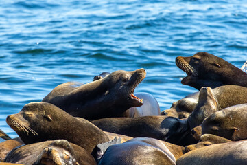 Obraz premium Steller sea lion Eumetopias jubatus vocalizing and barking on raft Bowen Island British Columbia Canada