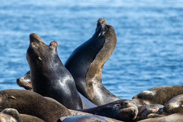 Fototapeta premium Steller sea lion Eumetopias jubatus males displaying heads on floating log Bowen Island British Columbia Canada