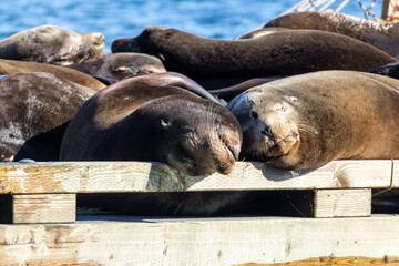 Fototapeta premium Two Steller sea lions Eumetopias jubatus sleeping head to head on a wooden platform in Howe Sound Bowen Island British Columbia Canada