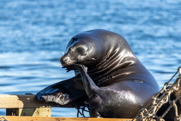 Fototapeta premium Steller sea lion Eumetopias jubatus scratching its neck with a flipper during daylight in Howe Sound Bowen Island British Columbia Canada
