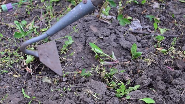 a metal hoe digging into dark, cloddy soil to cultivate the earth and remove small green weeds in a garden bed.
