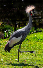 Obraz premium Walking black crowned crane. Latin name - Balearica pavonina 