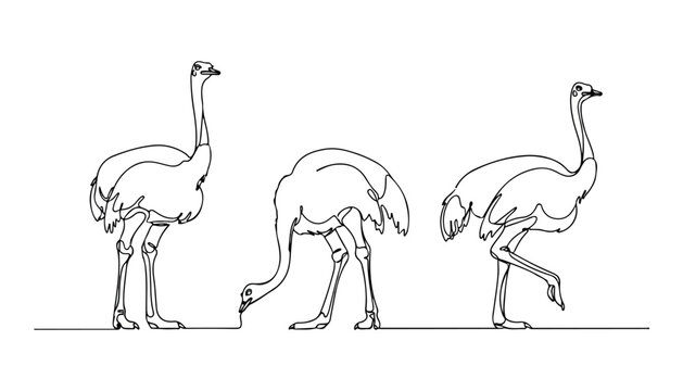 Continuous Simple black line art drawing set of ostrich bird in a minimalist style on a white background.