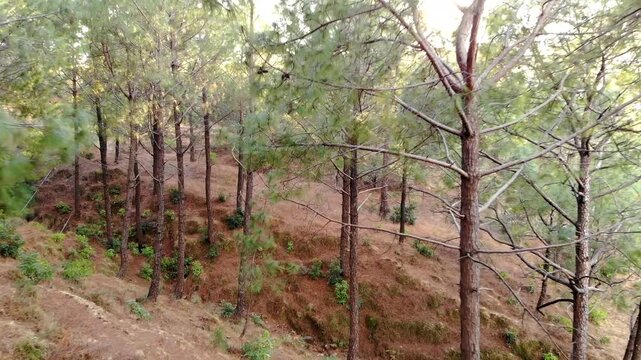 Scenic aerial view of dense pine forest on dry Himalayan hillside