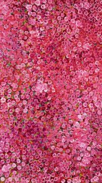 An abstract tapestry of tiny, vibrant pink blossoms creates a rich, textured background, suggesting a field of wildflowers or a delicate floral pattern.