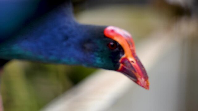 Mandar bird is a bright blue bird with a striking red beak and face. Perfect for nature, wildlife, or exotic animal themes.