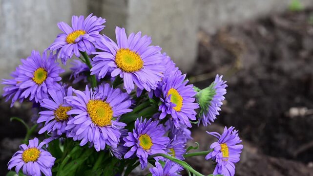 a vibrant cluster of purple aster flowers with bright yellow centers, growing in dark soil next to a concrete border.