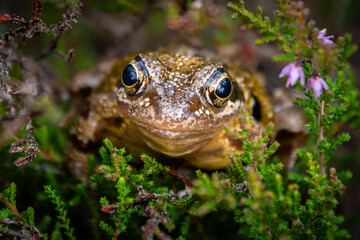 Obraz premium frog eyes