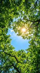Fototapeta premium Sun shining through green tree leaves illustration