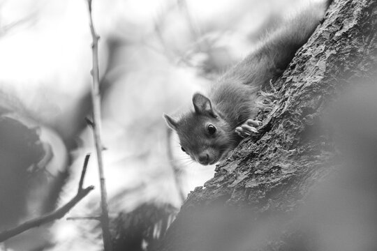 Portrait en noir et blanc d'un &eacute;cureuil curieux sur un tronc d'arbre