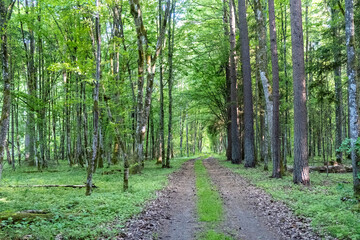 Dirt road through mixed forest in Bialowieza Forest in spring, Poland © Art L