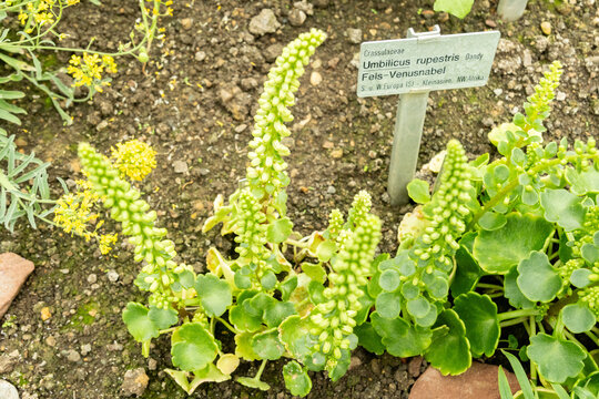 Navelwort or Umbilicus Rupestris plant in Saint Gallen in Switzerland 5.5.2026