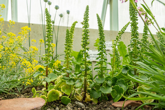 Navelwort or Umbilicus Rupestris plant in Saint Gallen in Switzerland 5.5.2026