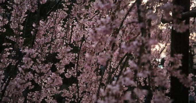 Majestic spring cherry blossom branches in Japan - steady cam shot