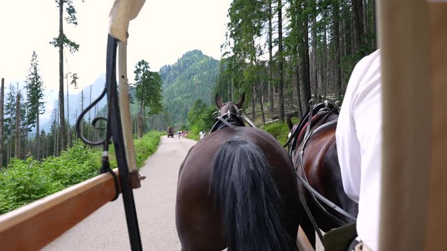 Horse drawn carriage on forest road to Morskie Oko in Zakopane Poland