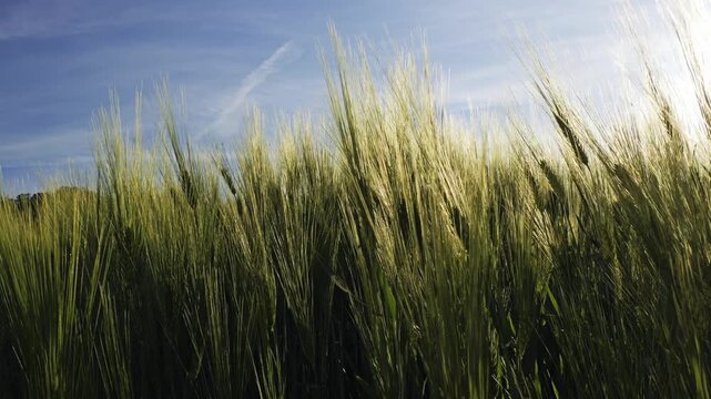 Golden Barley Field Backlit by Sunlight With Tall Grass Stalks waving Under Blue Sky
