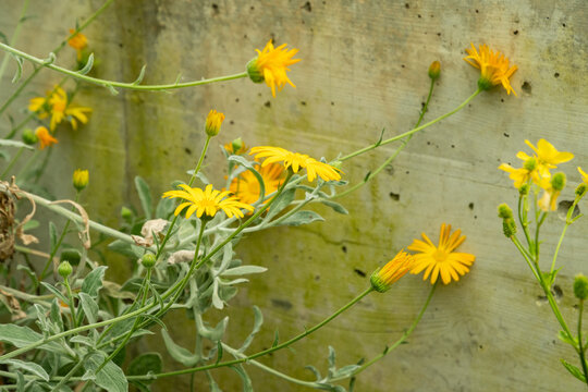 Calendula Suffruticosa ssp Tomentosa plant in Saint Gallen in Switzerland 5.5.2026