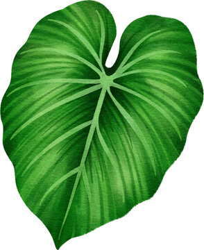 Watercolor illustration of a tropical green caladium leaf