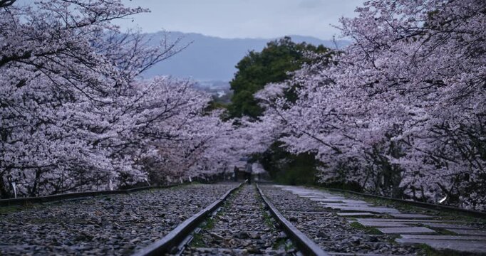 Path of gravel and tracks surrounded by spring cherry blossom trees - wide shot