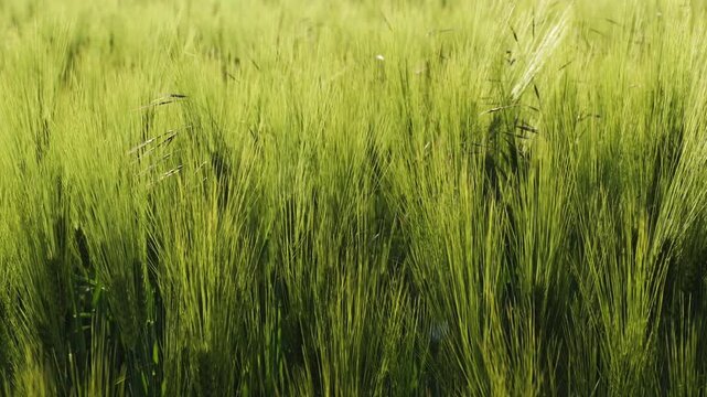 Sunlit green barley field with tall slender stalks gently waving in the wind
