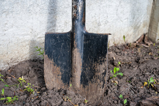 a dirty, weathered metal shovel blade resting vertically in dark, clumpy garden soil against a light concrete wall.