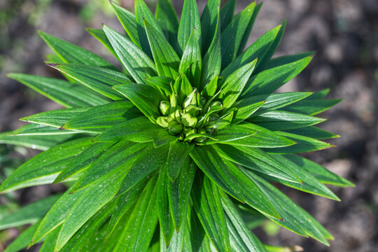 a lush green lily plant, showcasing its star-shaped pointed leaves and a tight cluster of unbloomed flower buds forming in the center.