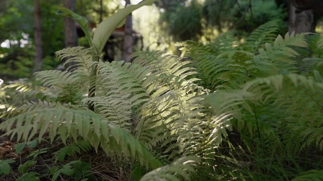 Green fern plants growing on a forest floor illuminated by soft sunlight. Natural woodland vegetation, lush foliage and tranquil outdoor environment in a temperate forest