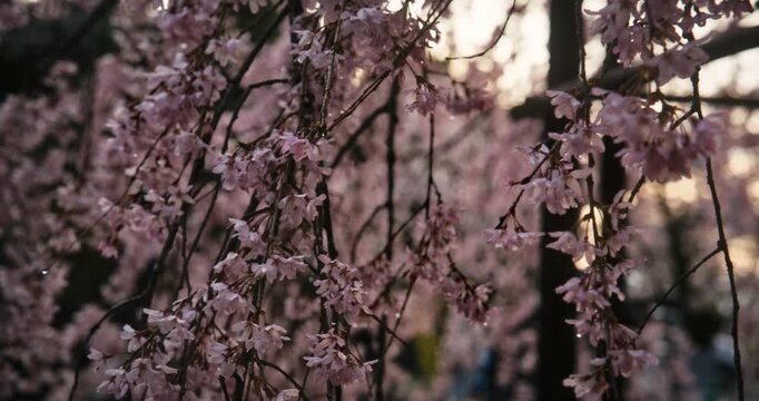 Cinematic tracking shot across spring cherry blossom branches at sunset