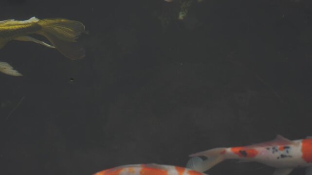 Colorful koi fish swim gracefully in calm water. Their patterns shimmer under gentle surface ripples. Dark water reflects the fish's vibrant orange and white hues