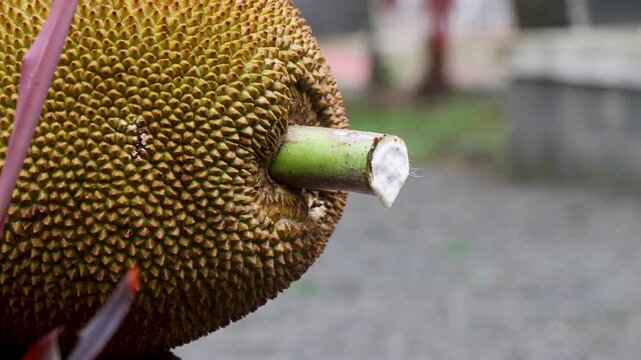 Jackfruit Sap (Latex) Dripping from Freshly Harvested Jackfruit. The tropical fruit's spiky textured skin is clearly visible while the sticky milky sap slowly oozes from the stalk.