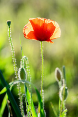 Fototapeta premium Close‑up of a red poppy, Papaver rhoeas, backlit by bright sunlight with translucent petals and hairy stem showing natural beauty and fragility in rural Marche, Italy