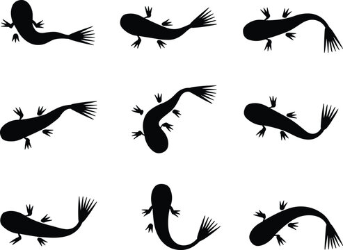 Black axolotl newt salamander silhouette vector set, tadpole aquatic animal icon isolated on white