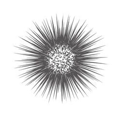 Fototapeta premium Dark gray spiky sea urchin silhouette white