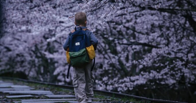 Blond boy with backpack walking near spring cherry blossom trees in Japan