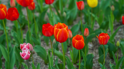 Naklejka premium Vibrant Red and Orange Tulips Blooming in the Spring Garden