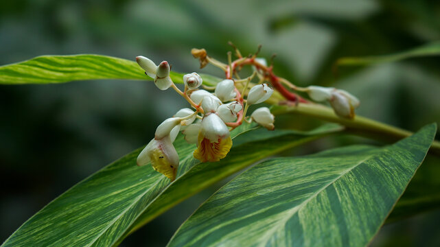 Beautiful Shell Ginger Flowers Blooming on Variegated Green Leaves