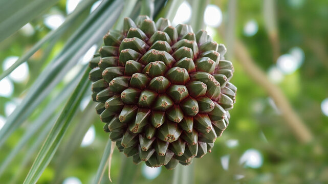 Detailed View of Exotic Green Pandanus Fruit on a Tree Branch