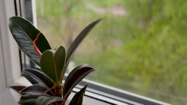 Rubber ficus (Ficus elastica). Ficus houseplant with glossy dark leaves in a pot on a windowsill against a blurred window background