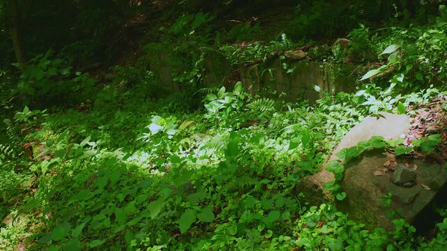 深い森の斜面に一筋の美しい木漏れ日が差し込み緑の植物を照らす風景（佐賀県）