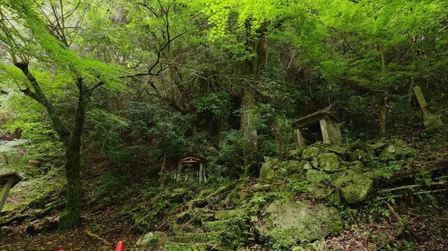 鮮やかな新緑の青もみじが広がる森の斜面にひっそりと佇む小さな古い石祠（佐賀県）