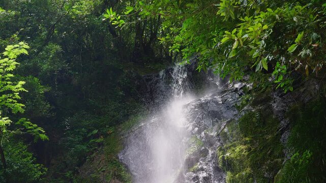 美しい新緑と苔むした黒い岩肌を激しく流れ落ちる清水の滝の急流（佐賀県）