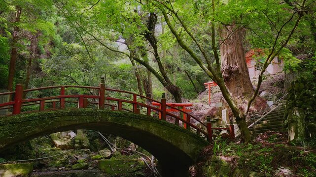 鮮やかな新緑の青もみじと清流に映える苔むした美しい赤い太鼓橋（佐賀県小城市）